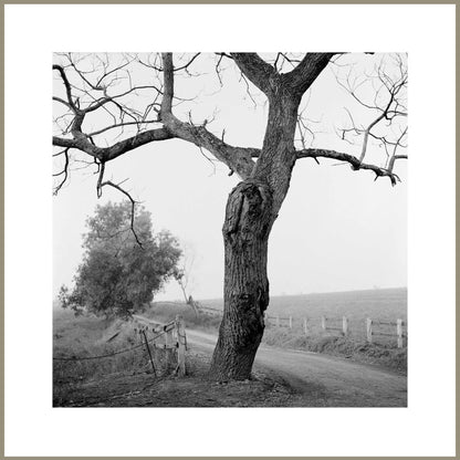 Spirit, Tranquility, and Landscape 36